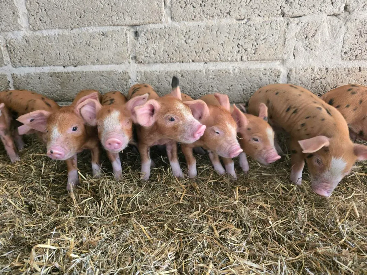 Oxford Sandy and black pigs - Image 1