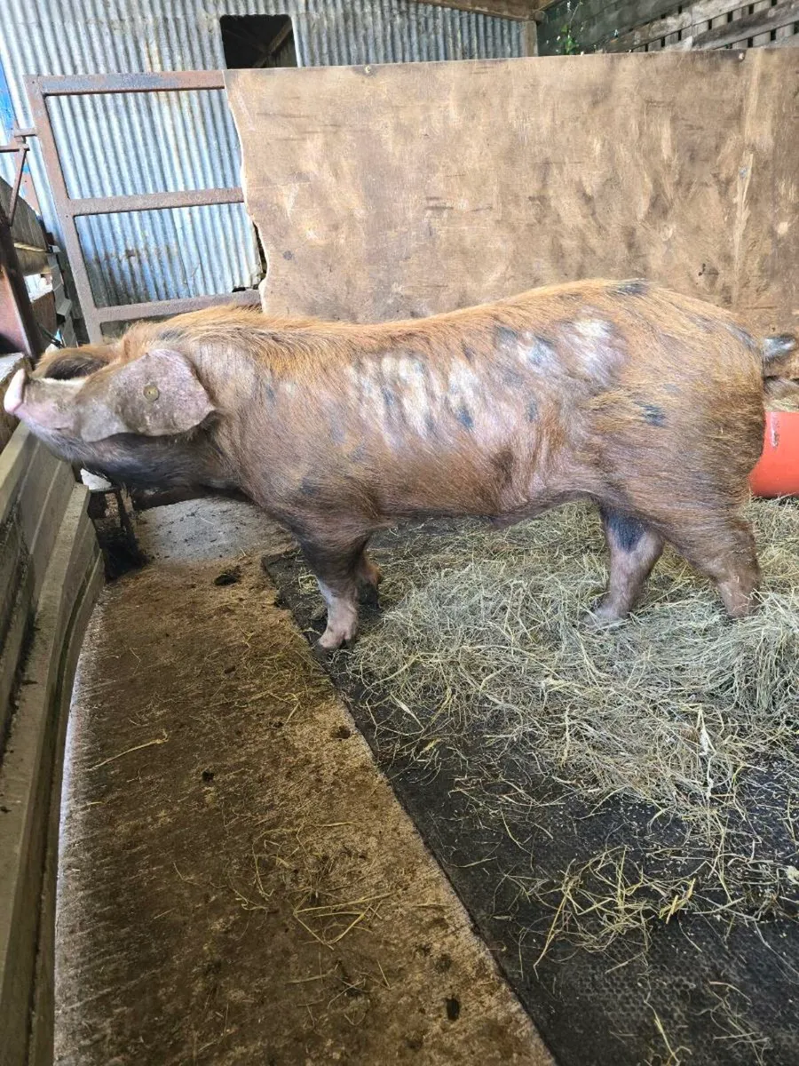 Oxford Sandy and black pigs - Image 2