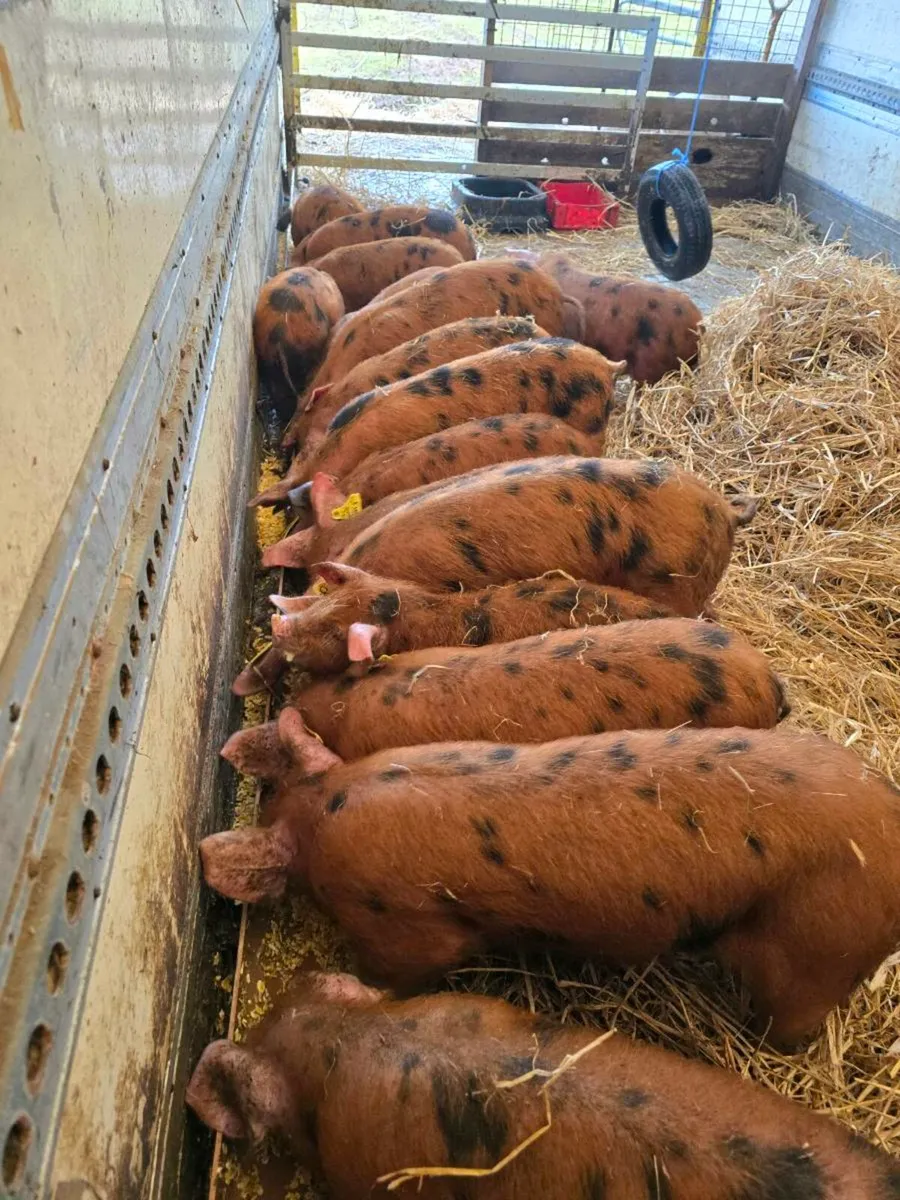 Oxford Sandy and black pigs - Image 3