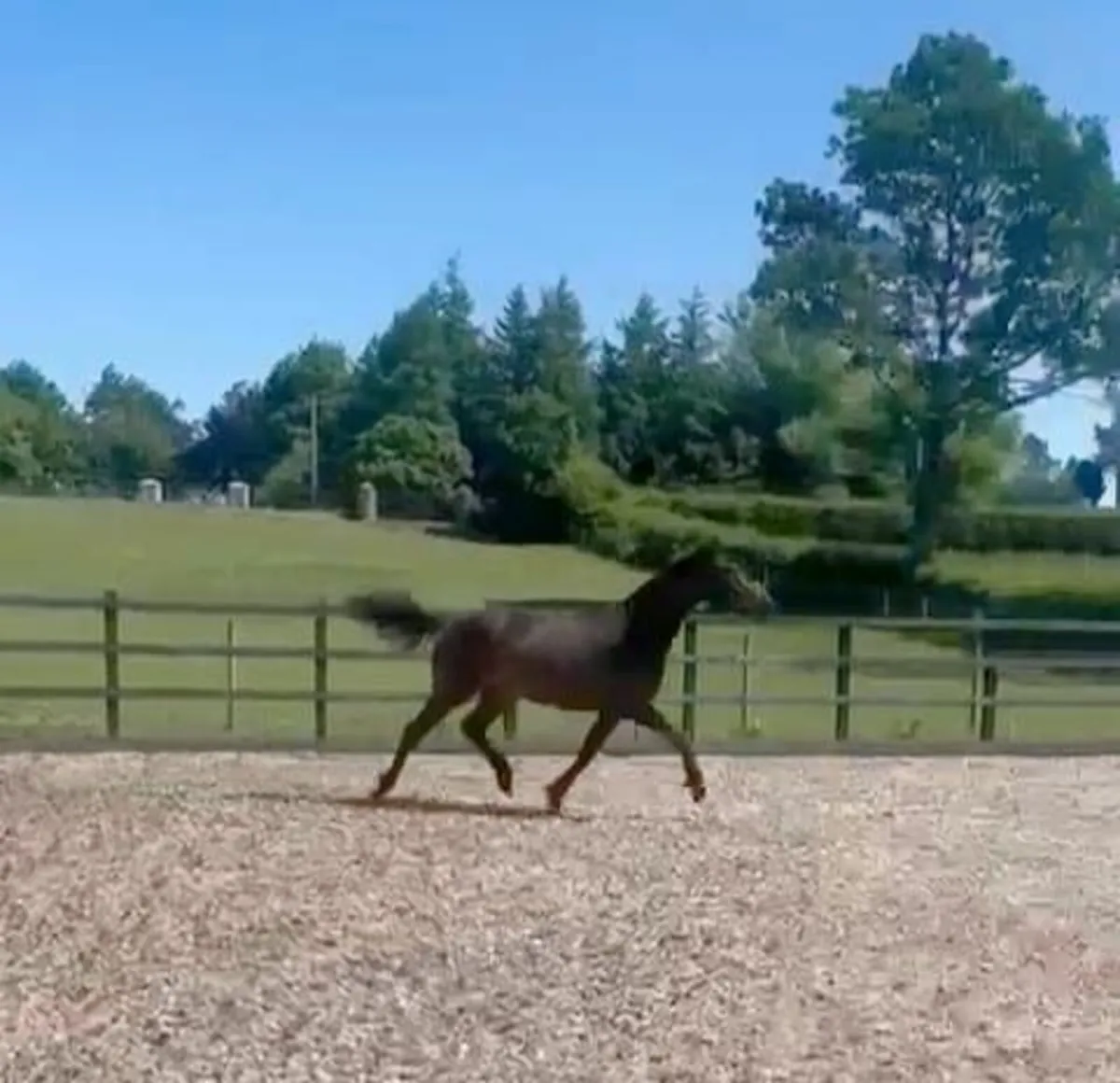 15HH Potential WH Type - Image 4