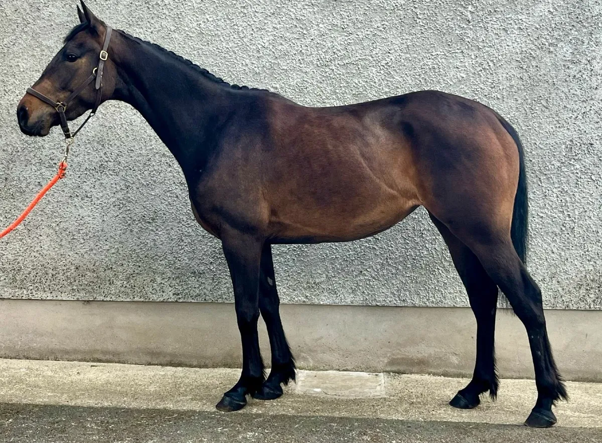 15HH Potential WH Type - Image 1