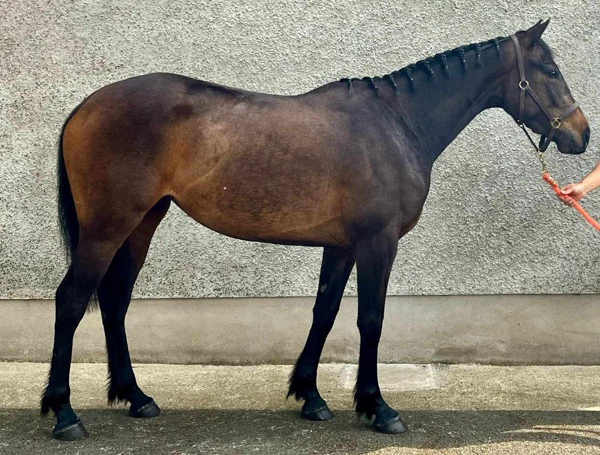 15HH Potential WH Type - Image 3