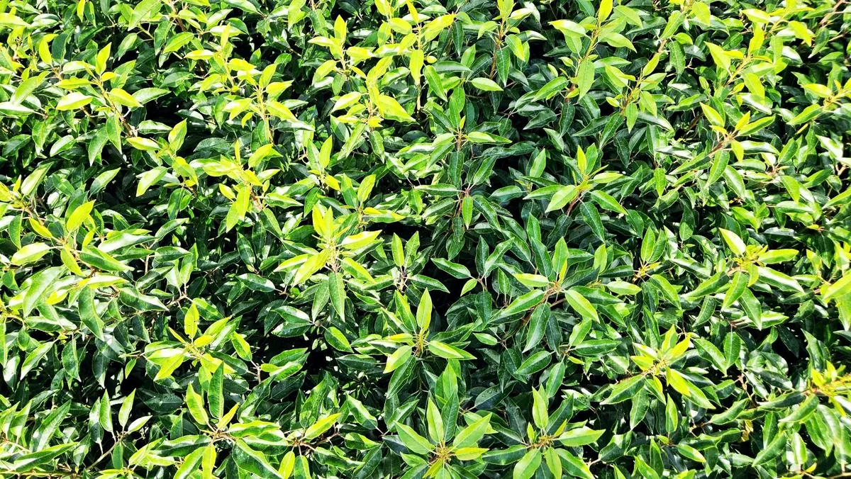 Portuguese Laurel Hedging 40cm-70cm - Image 1