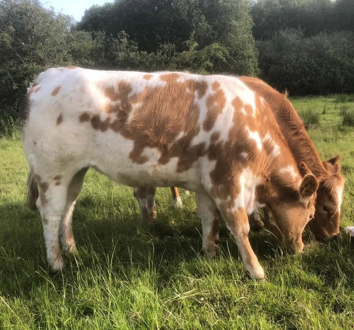 Heifer - Image 1