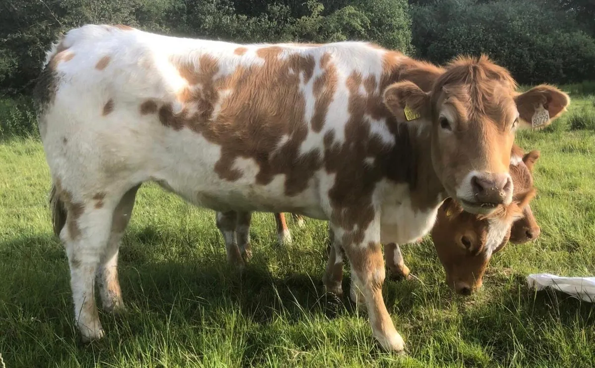 Heifer - Image 2