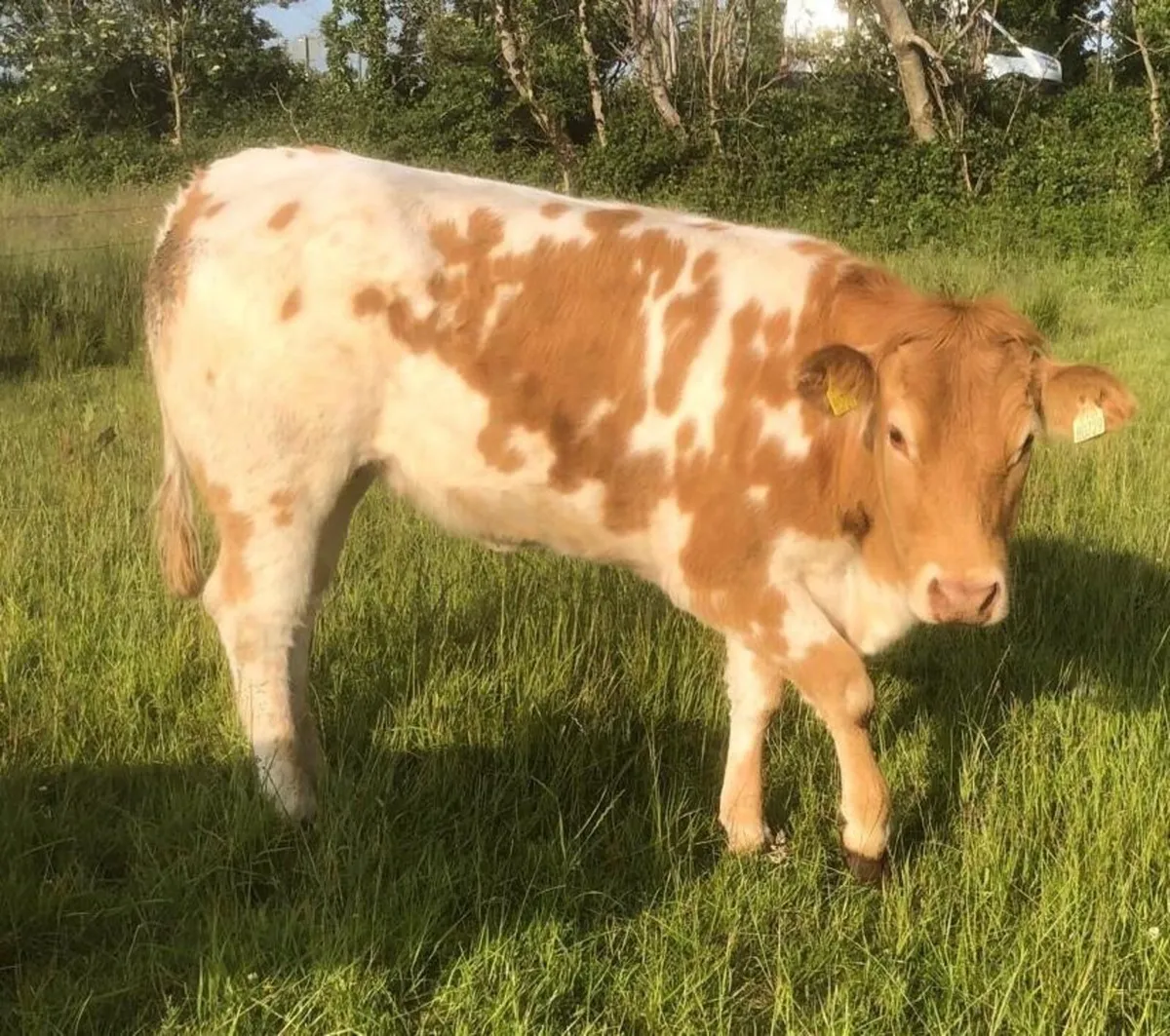 Heifer - Image 3