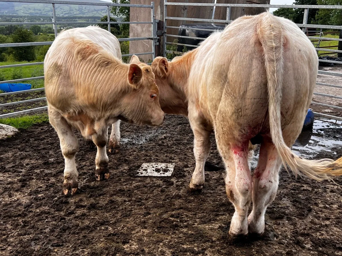 2 Charolais Bullocks - Image 1