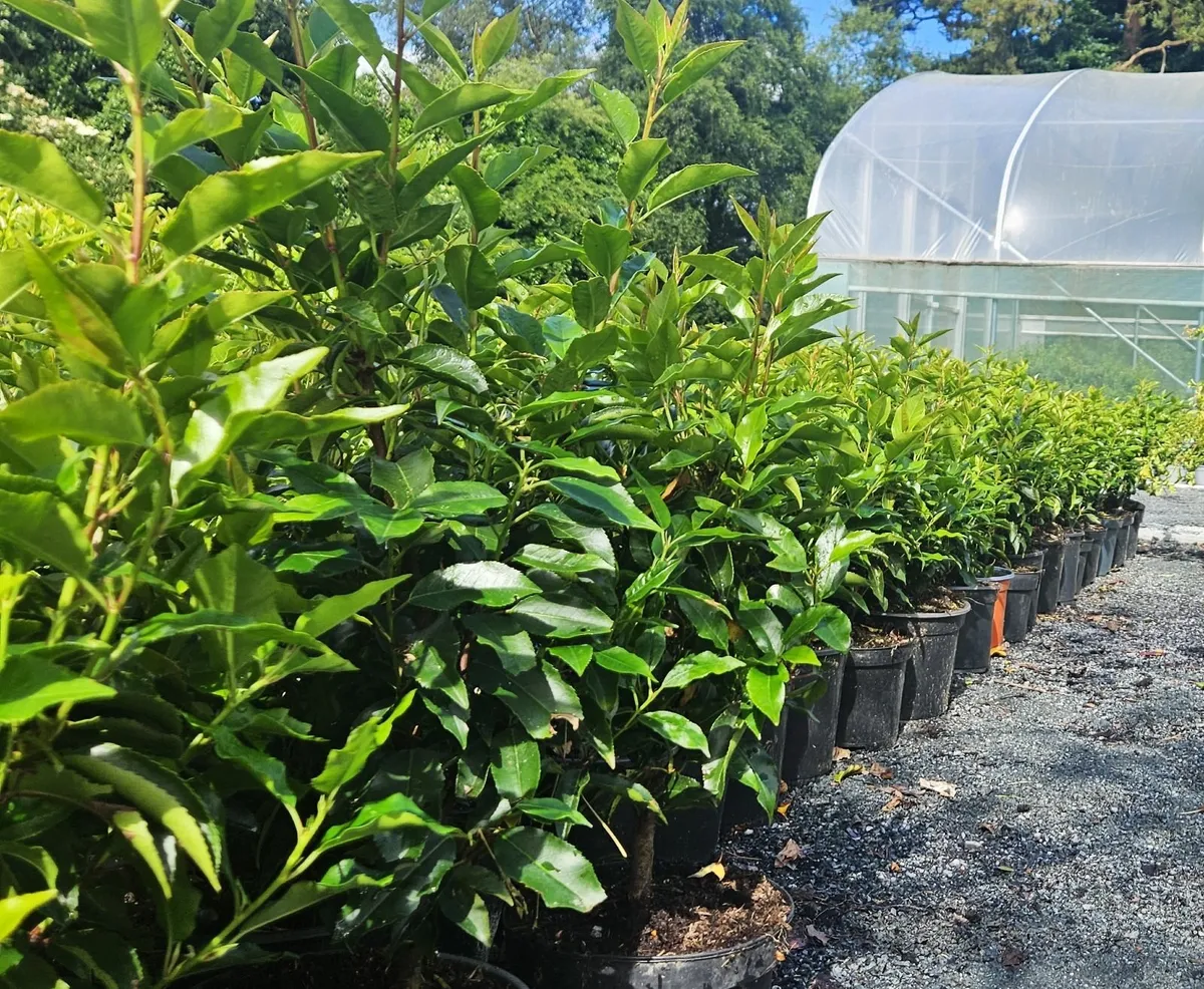 Portuguese Laurel Hedging 40cm-70cm - Image 1