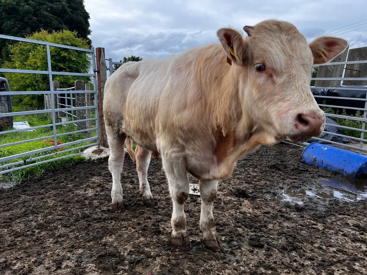 2 Charolais Bullocks - Image 2