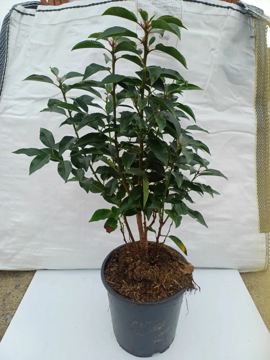 Portuguese Laurel Hedging 40cm-70cm - Image 3