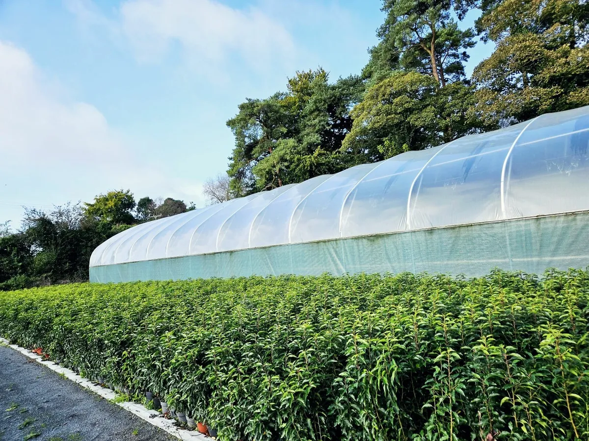 Portuguese Laurel Hedging 40-70cm 3ltr - Image 4