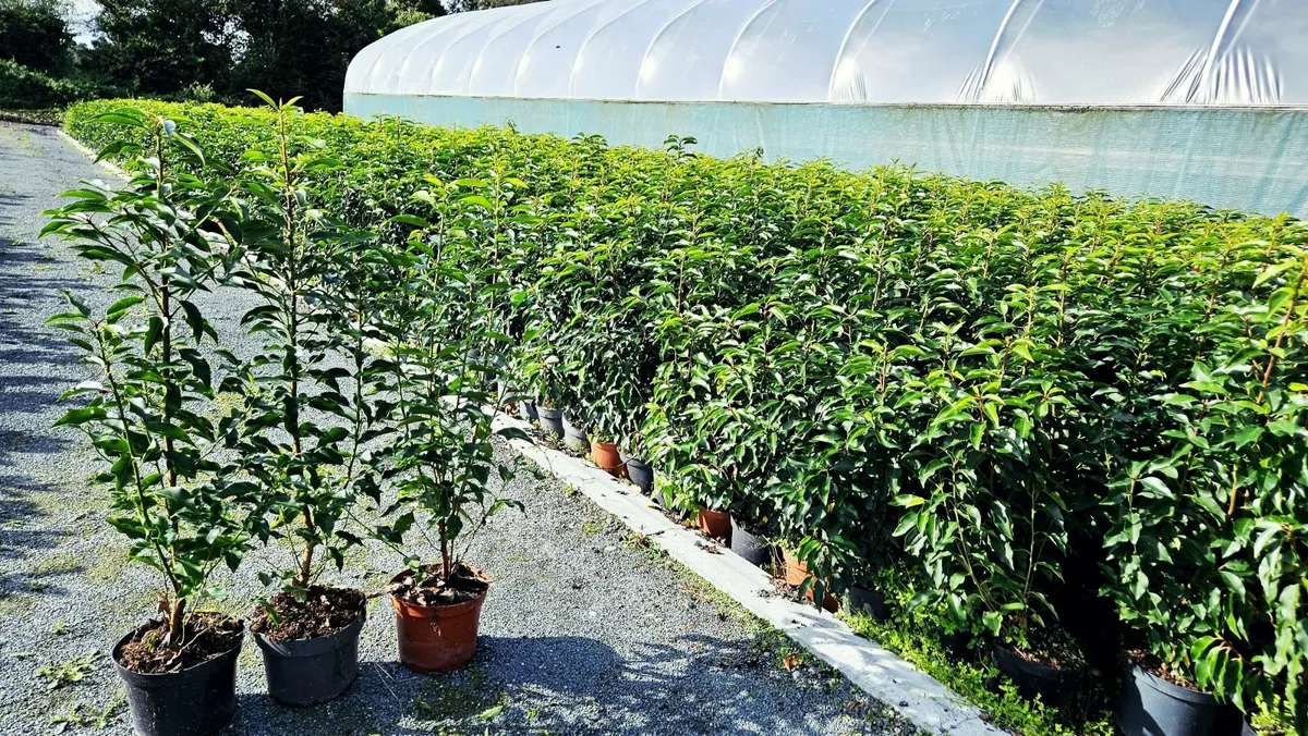 Portuguese Laurel Hedging 40cm-70cm - Image 4