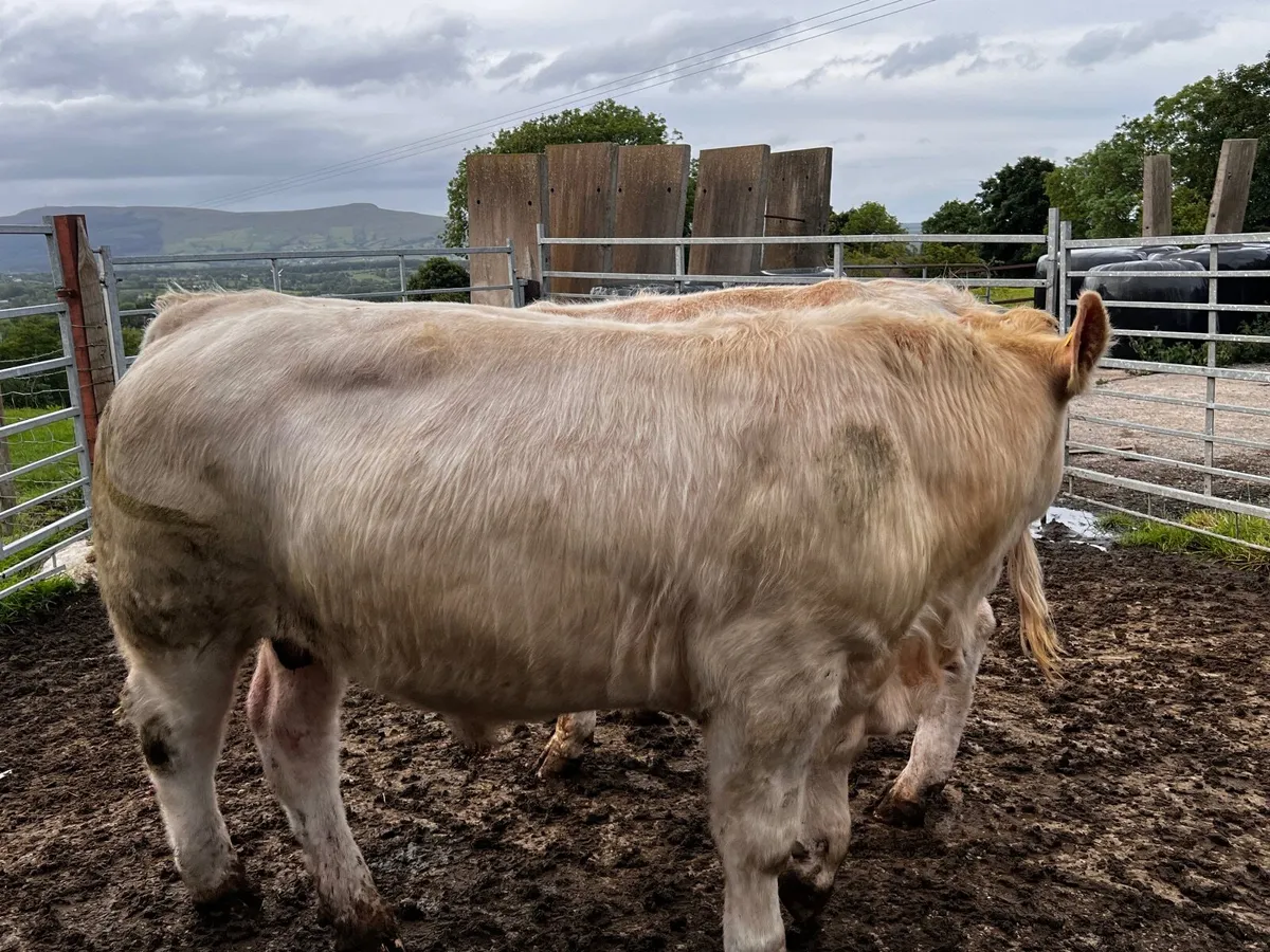 2 Charolais Bullocks - Image 3