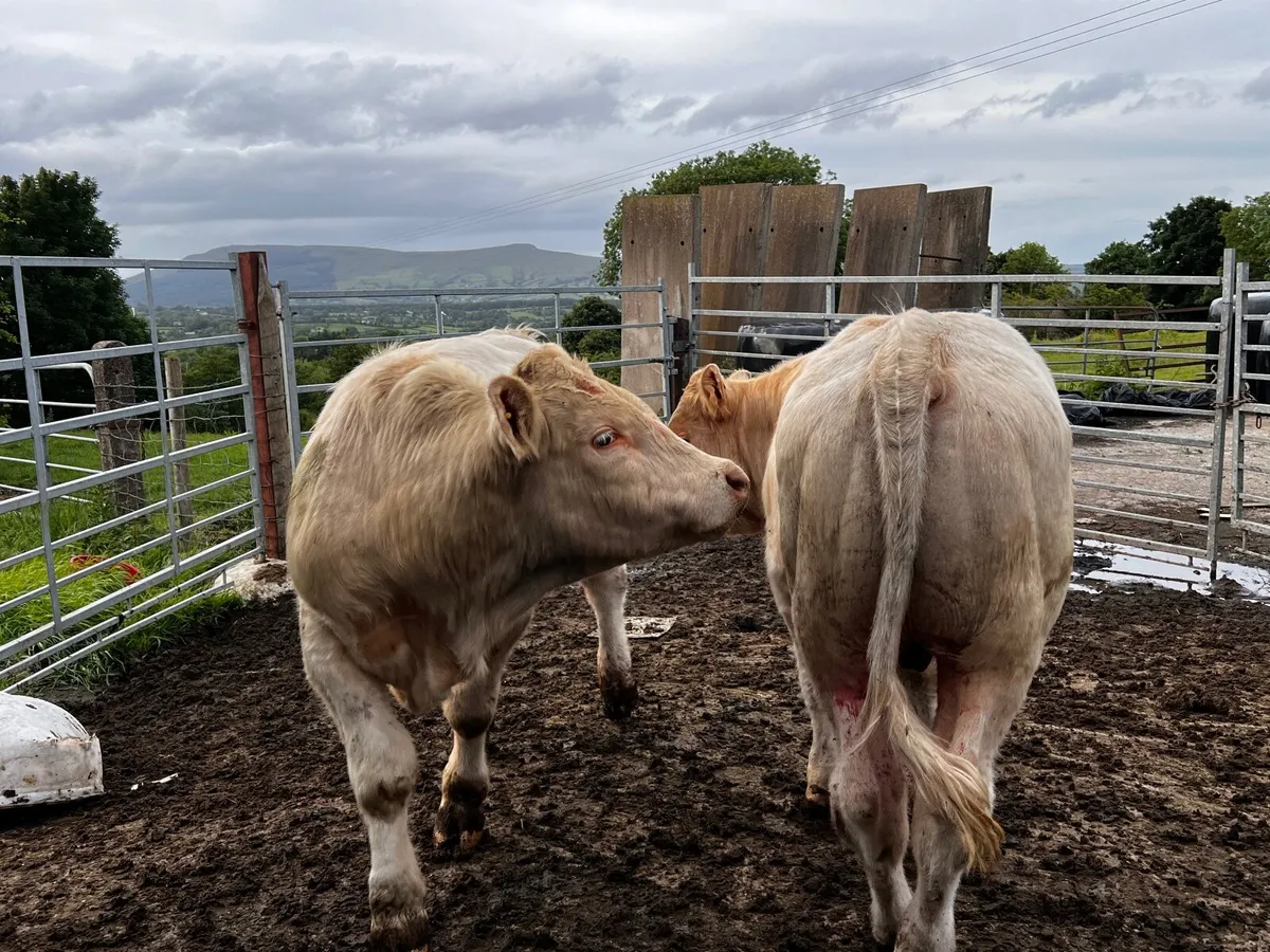 2 Charolais Bullocks - Image 4