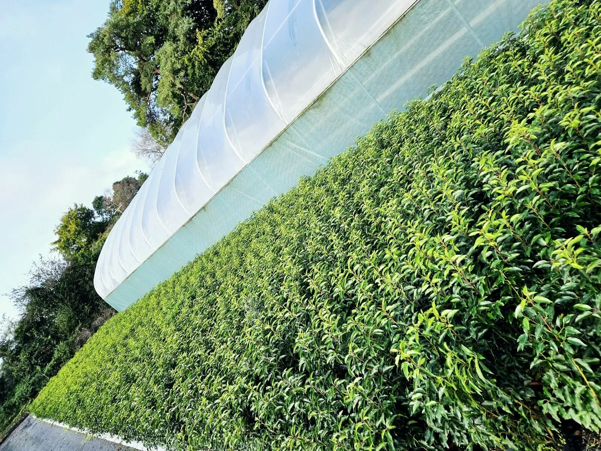 Portuguese Laurel Hedging 40cm-70cm - Image 4