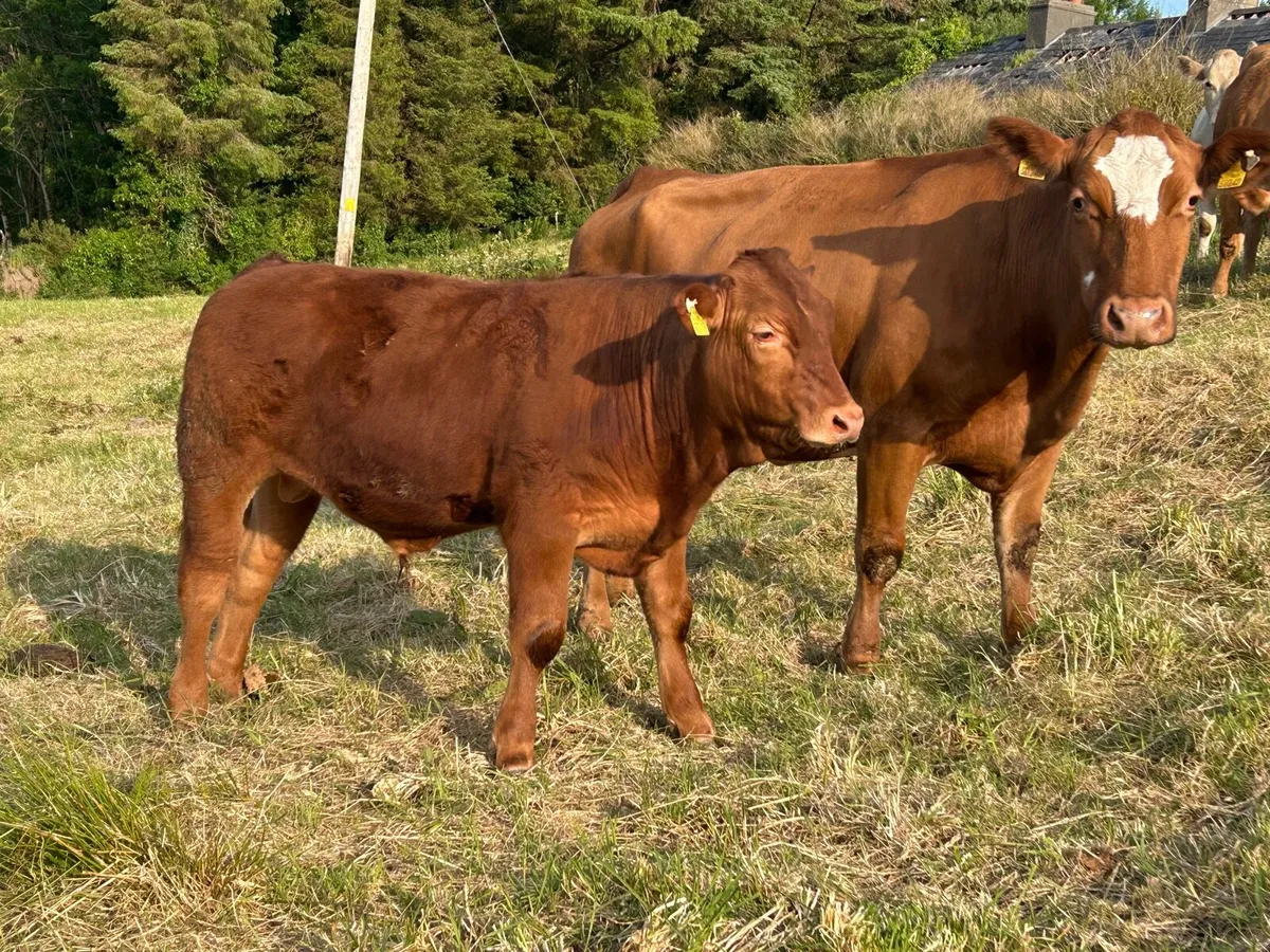 Super Cow & Calf Scanned Back In-Calf - Image 1