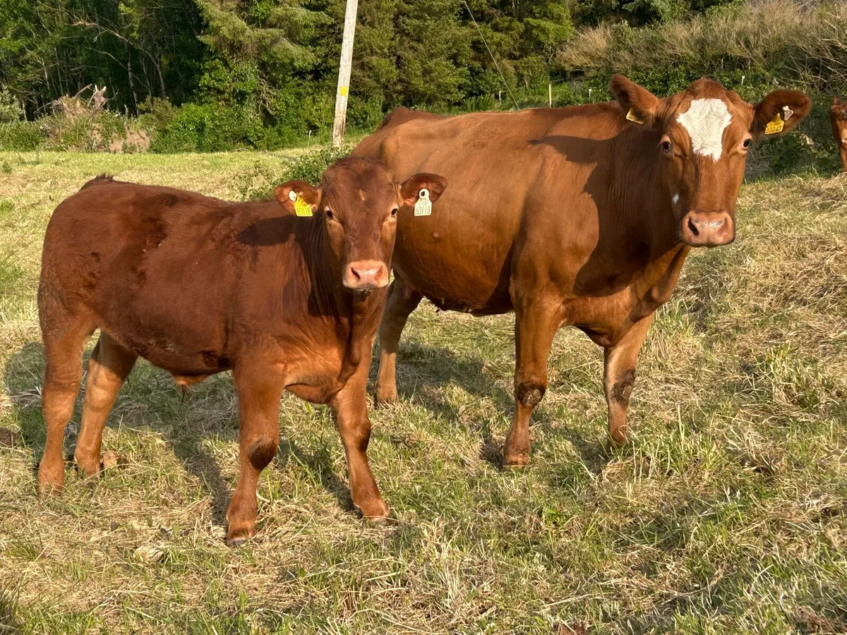 Super Cow & Calf Scanned Back In-Calf - Image 2