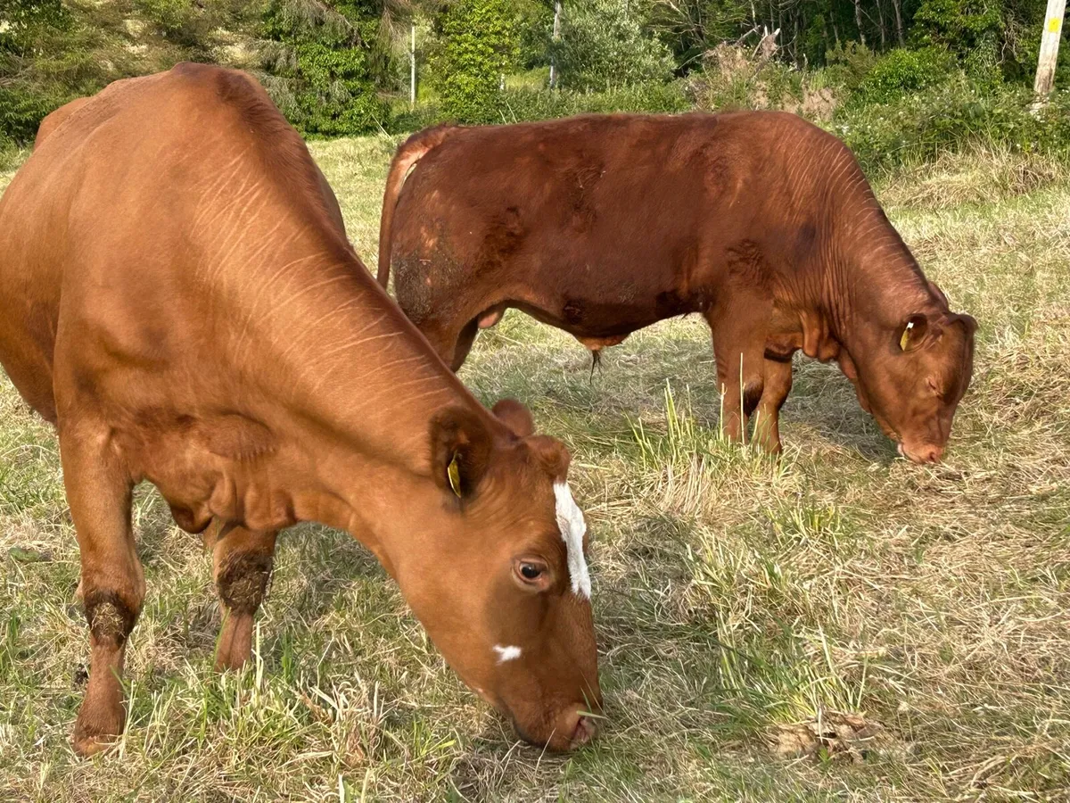 Super Cow & Calf Scanned Back In-Calf - Image 3