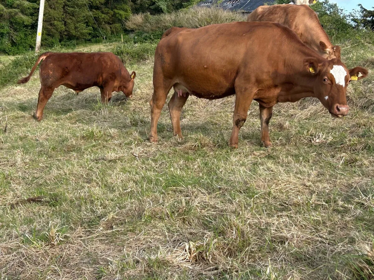 Super Cow & Calf Scanned Back In-Calf - Image 4