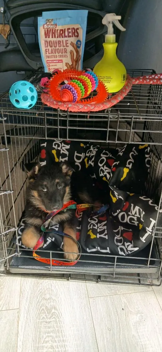 Pup Crate & Dog Pen - Image 3