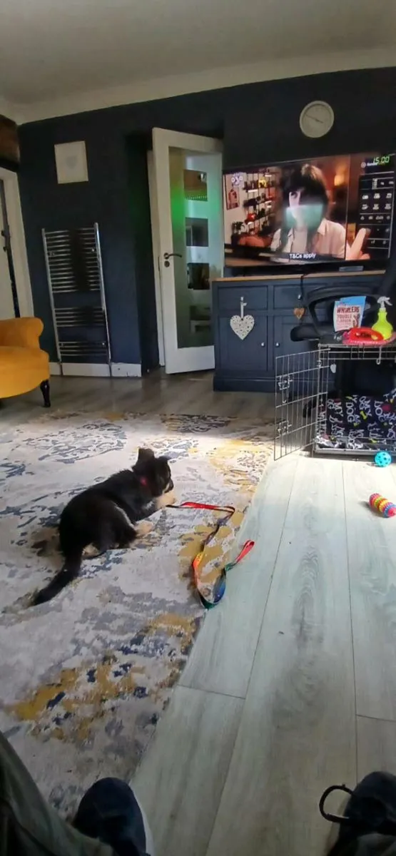 Pup Crate & Dog Pen - Image 4
