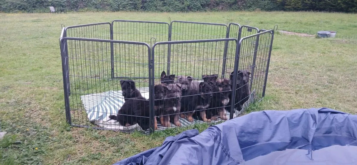 Pup Crate & Dog Pen - Image 1