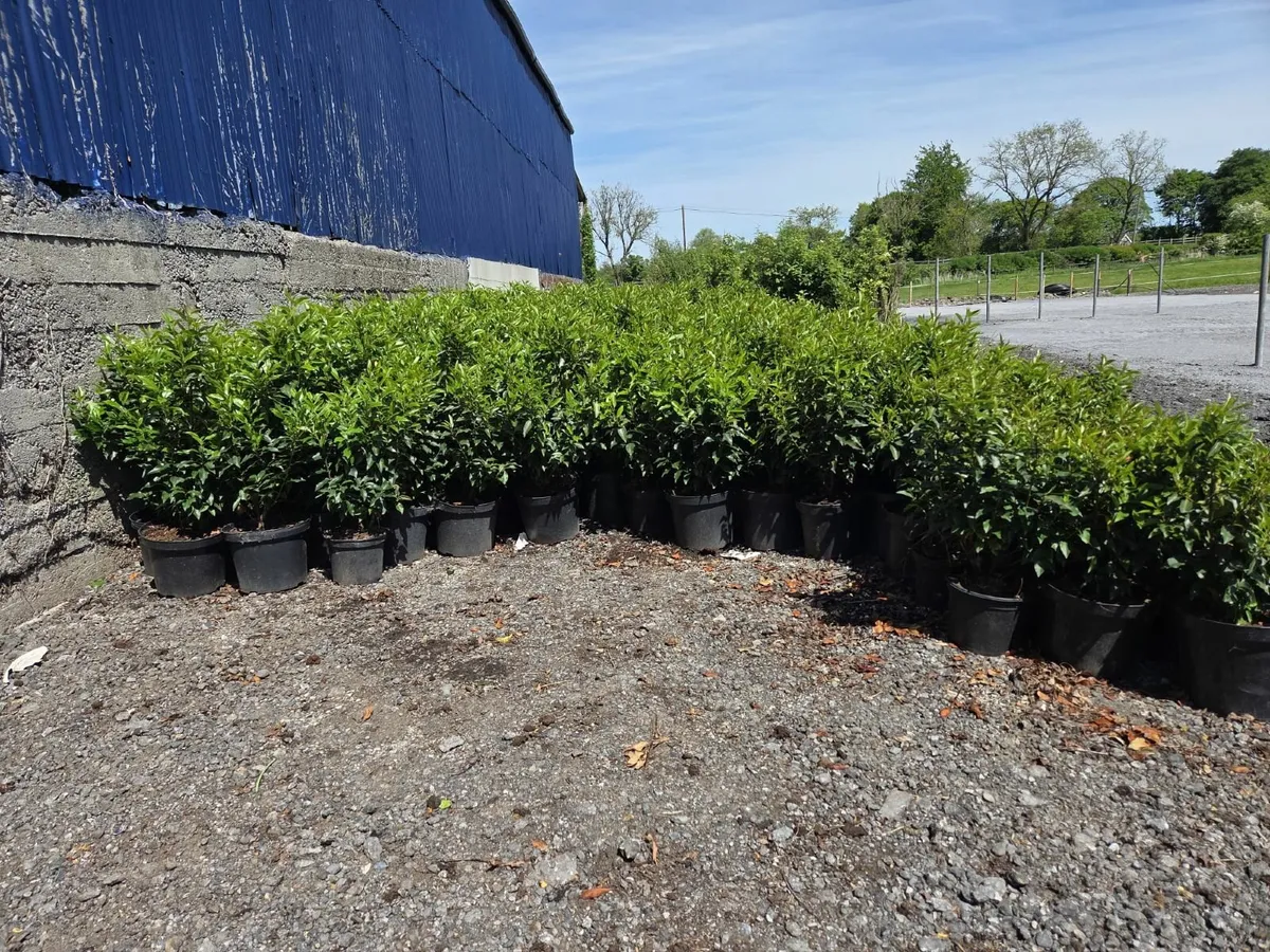 Portuguese Laurel Hedging 60cm-80cm 5ltr - Image 1
