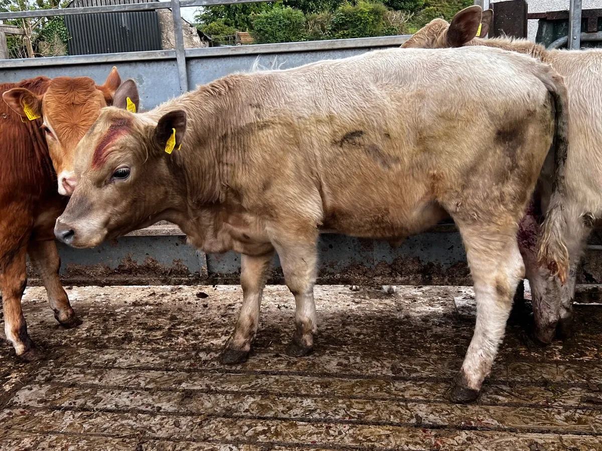 2 Charolais Bullocks - Image 1