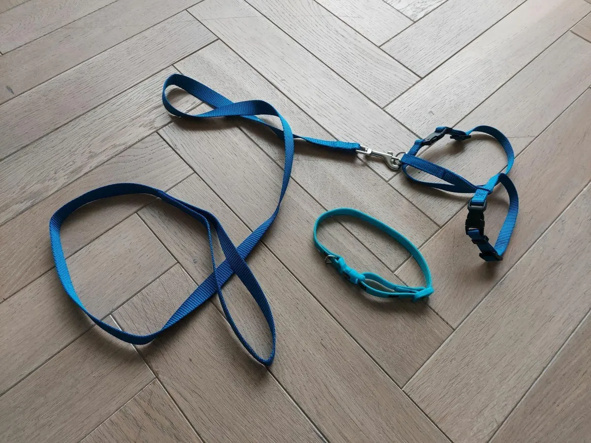 Cat collar and lead