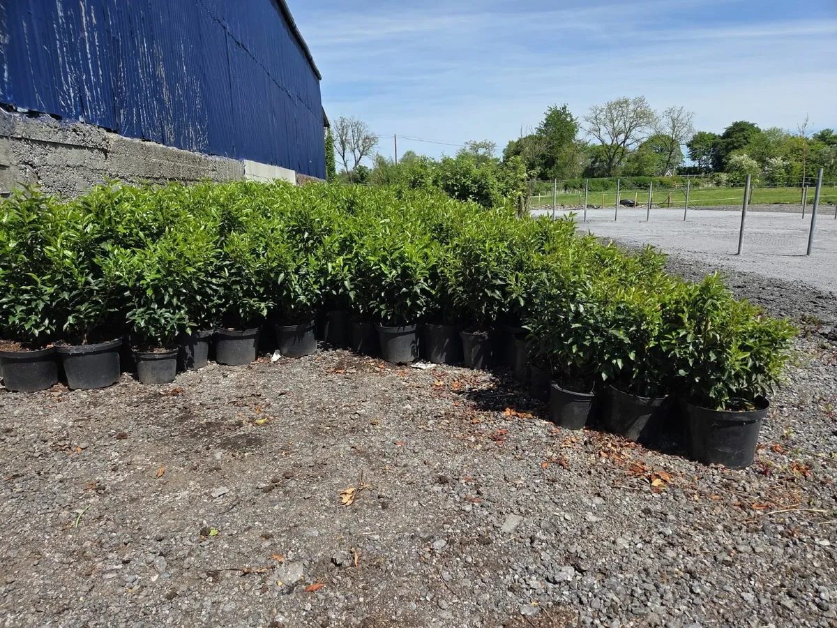 Portuguese Laurel Hedging 60cm - 80cm 5ltr - Image 2