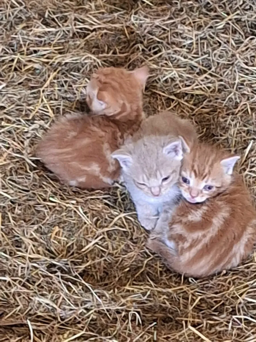Kittens