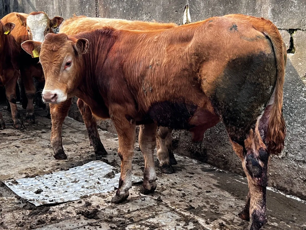 4 Limousin Bullocks - Image 2