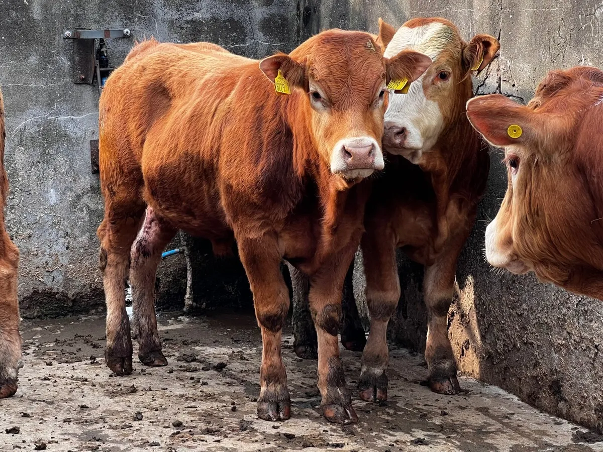 4 Limousin Bullocks - Image 3