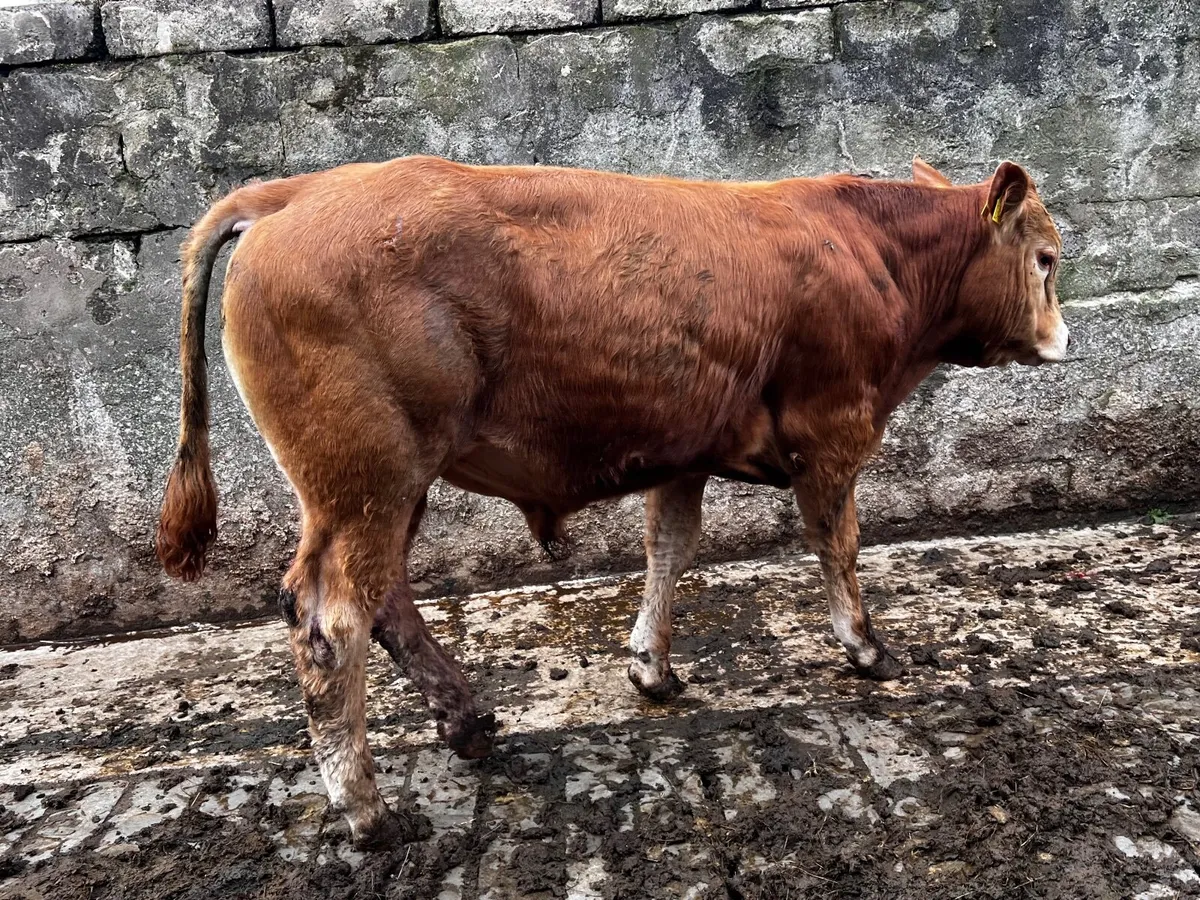 4 Limousin Bullocks - Image 4