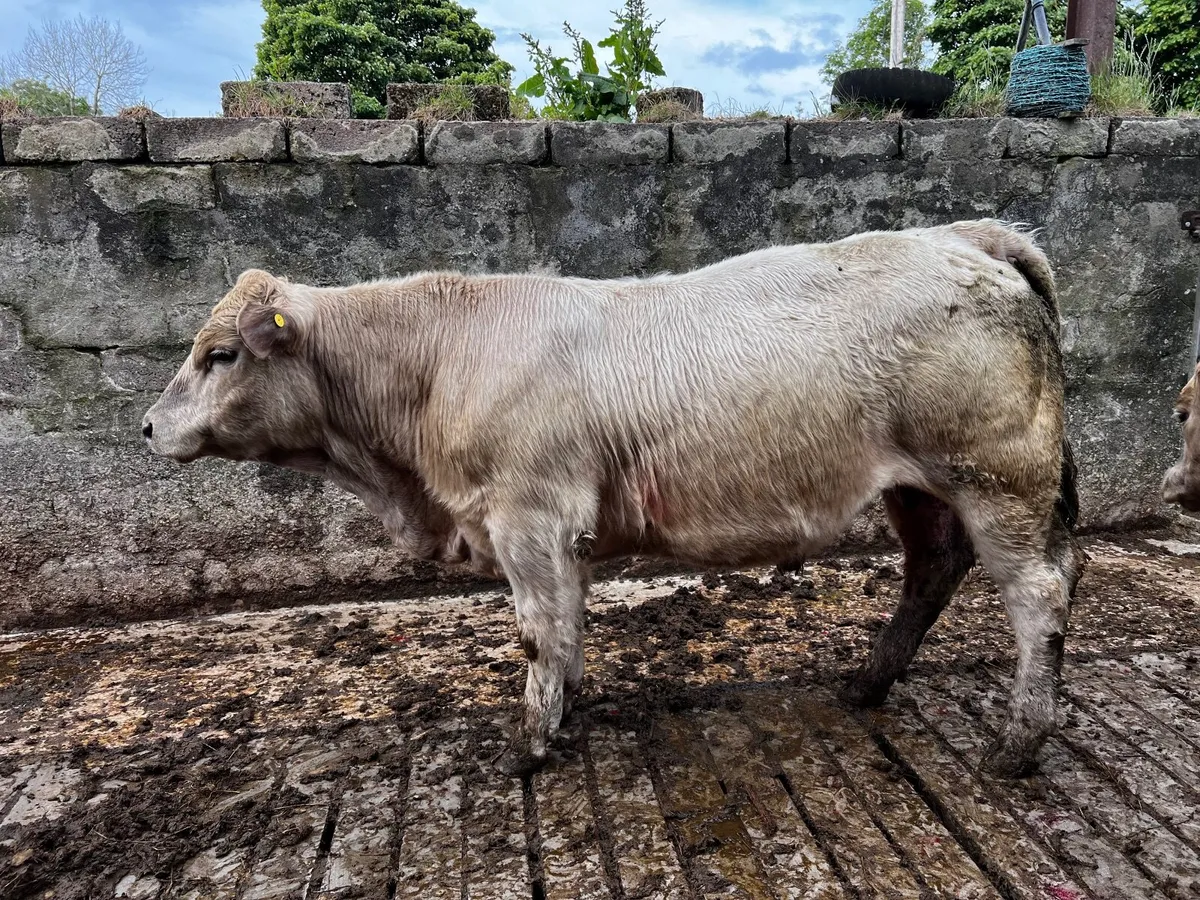 2 Charolais Bullocks - Image 4