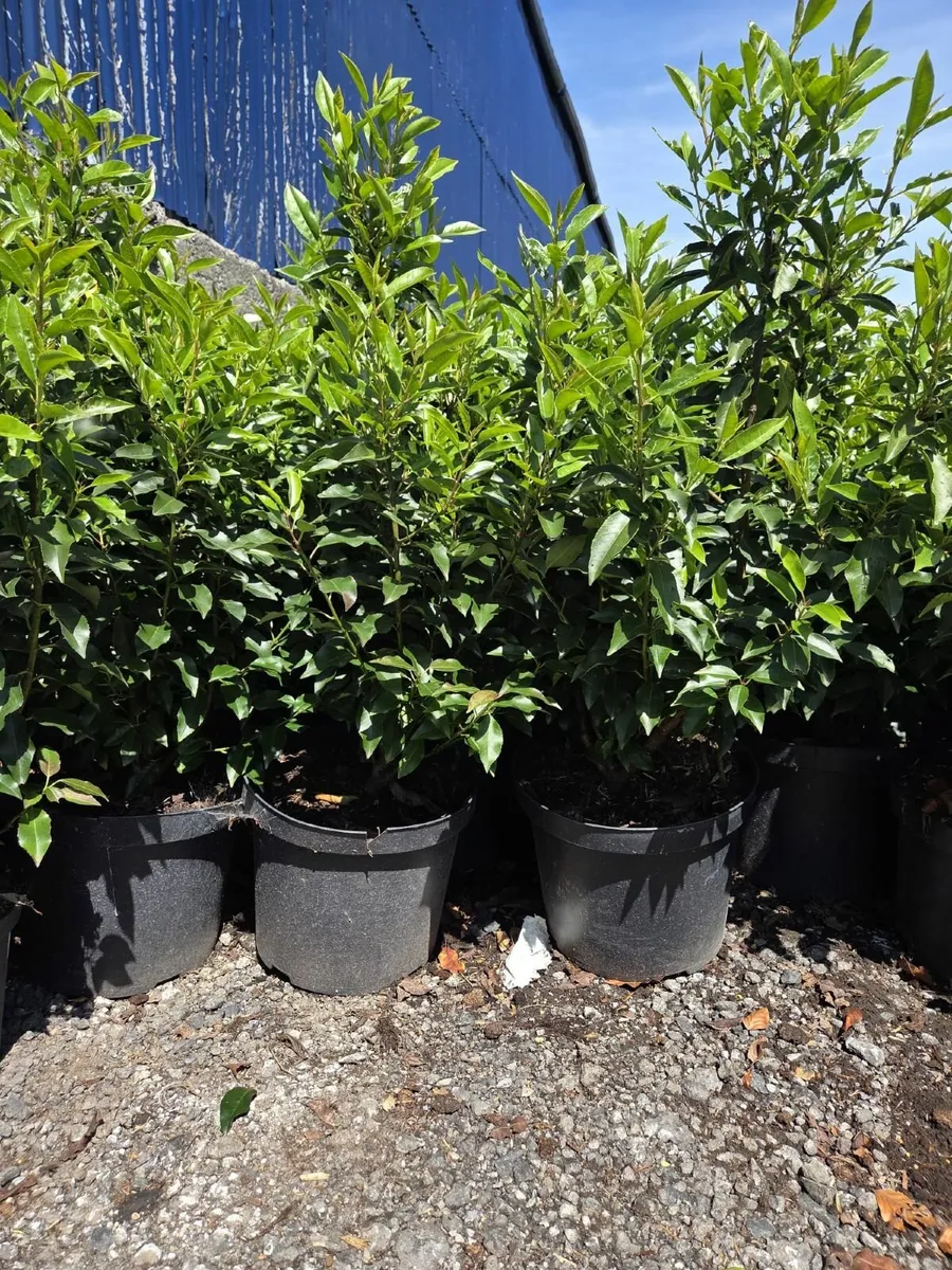 Portuguese Laurel Hedging 80cm - 1m - Image 2