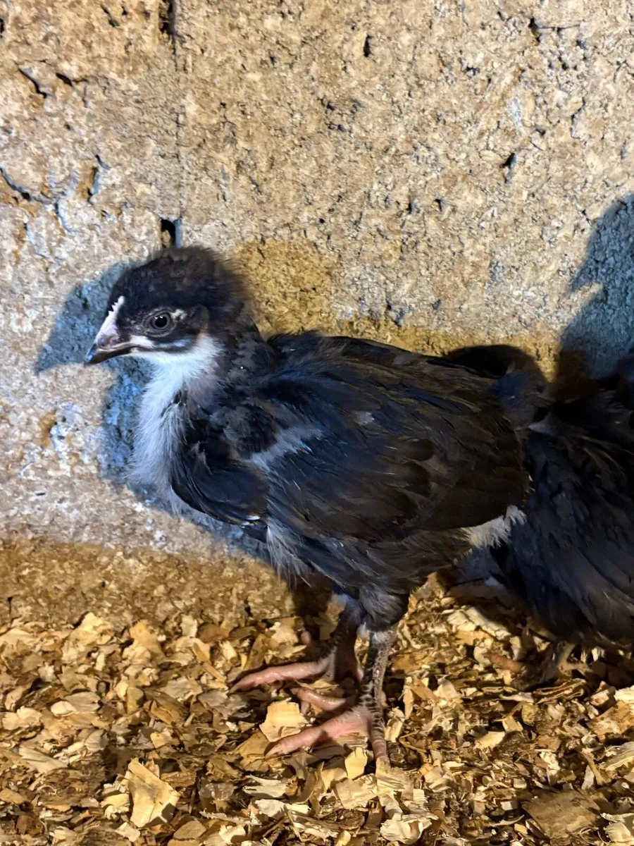 Hatching eggs - Image 1