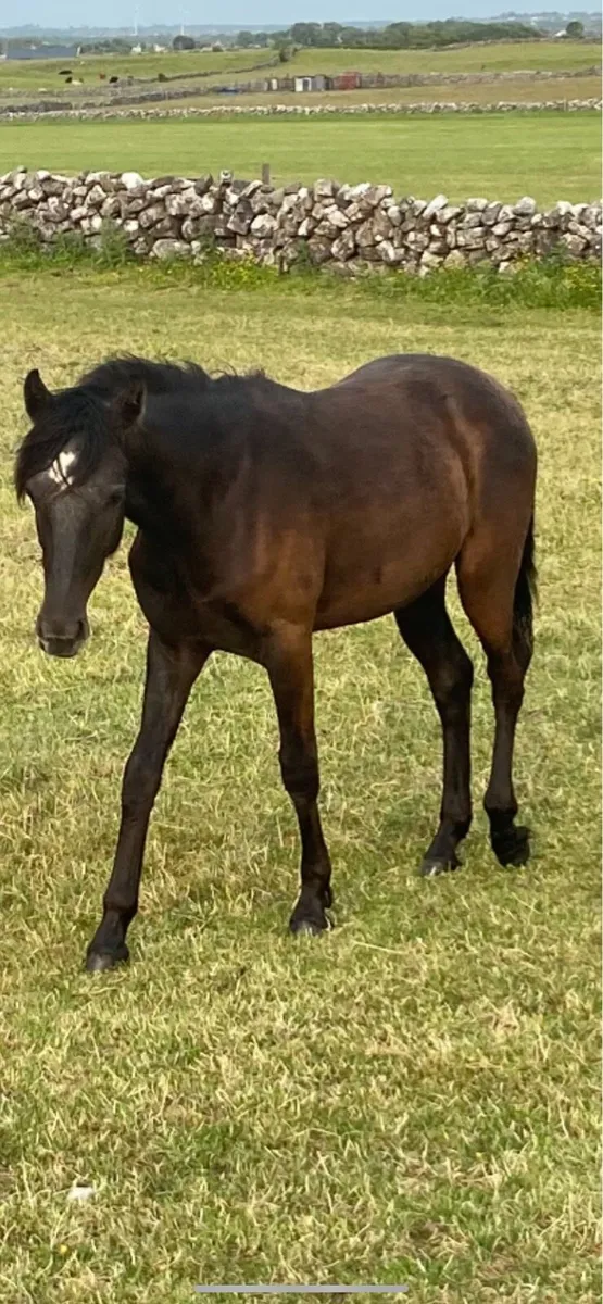 Connemara yearling filly - Image 1