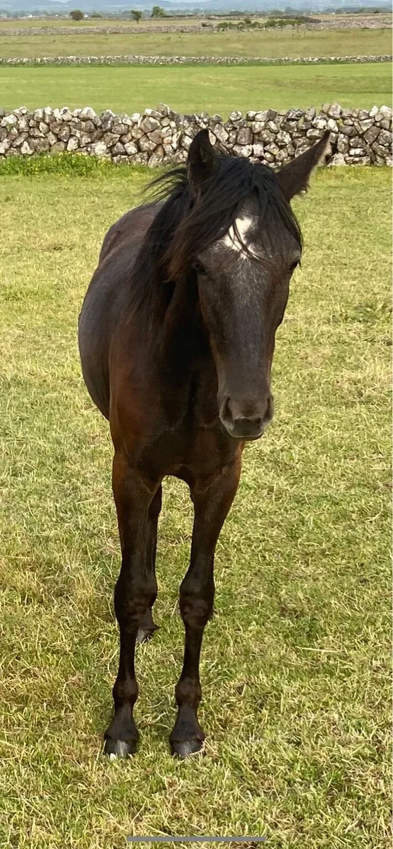 Connemara yearling filly - Image 3