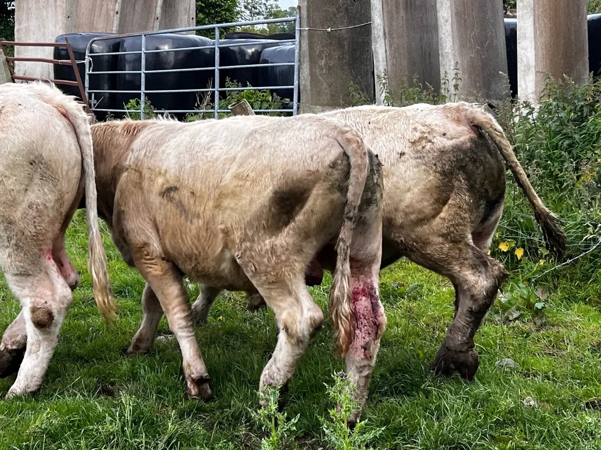 2 Charolais Bullocks - Image 2