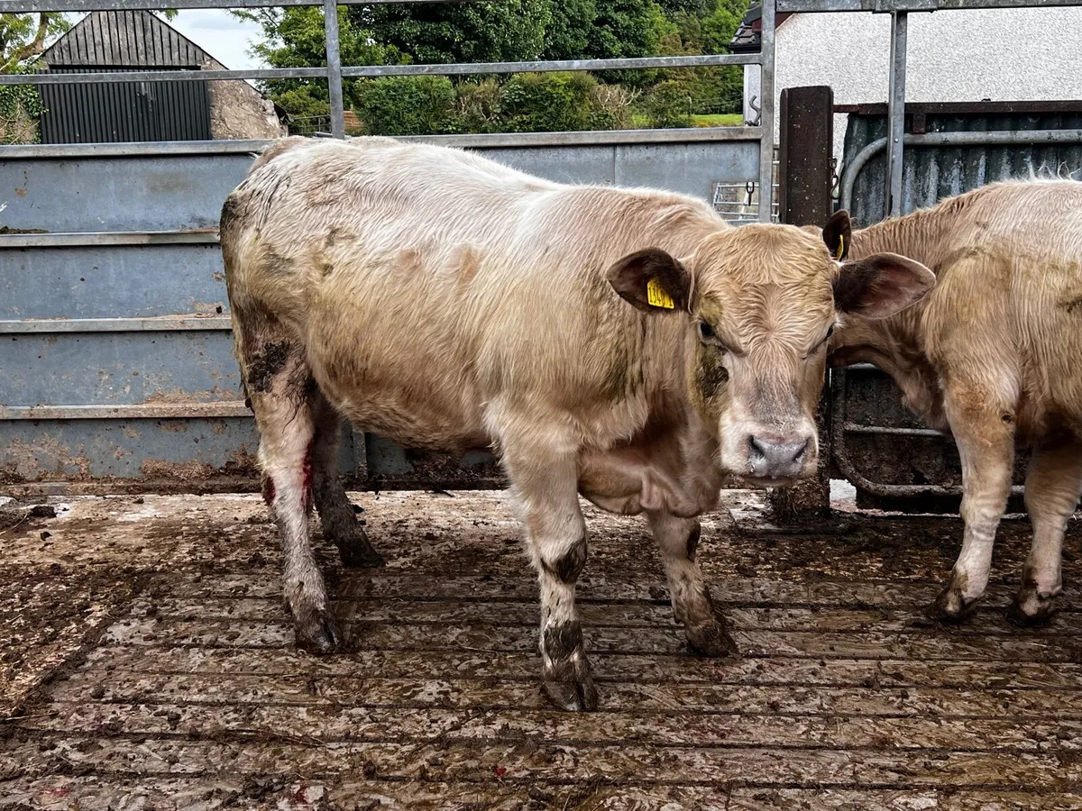 2 Charolais Bullocks - Image 3
