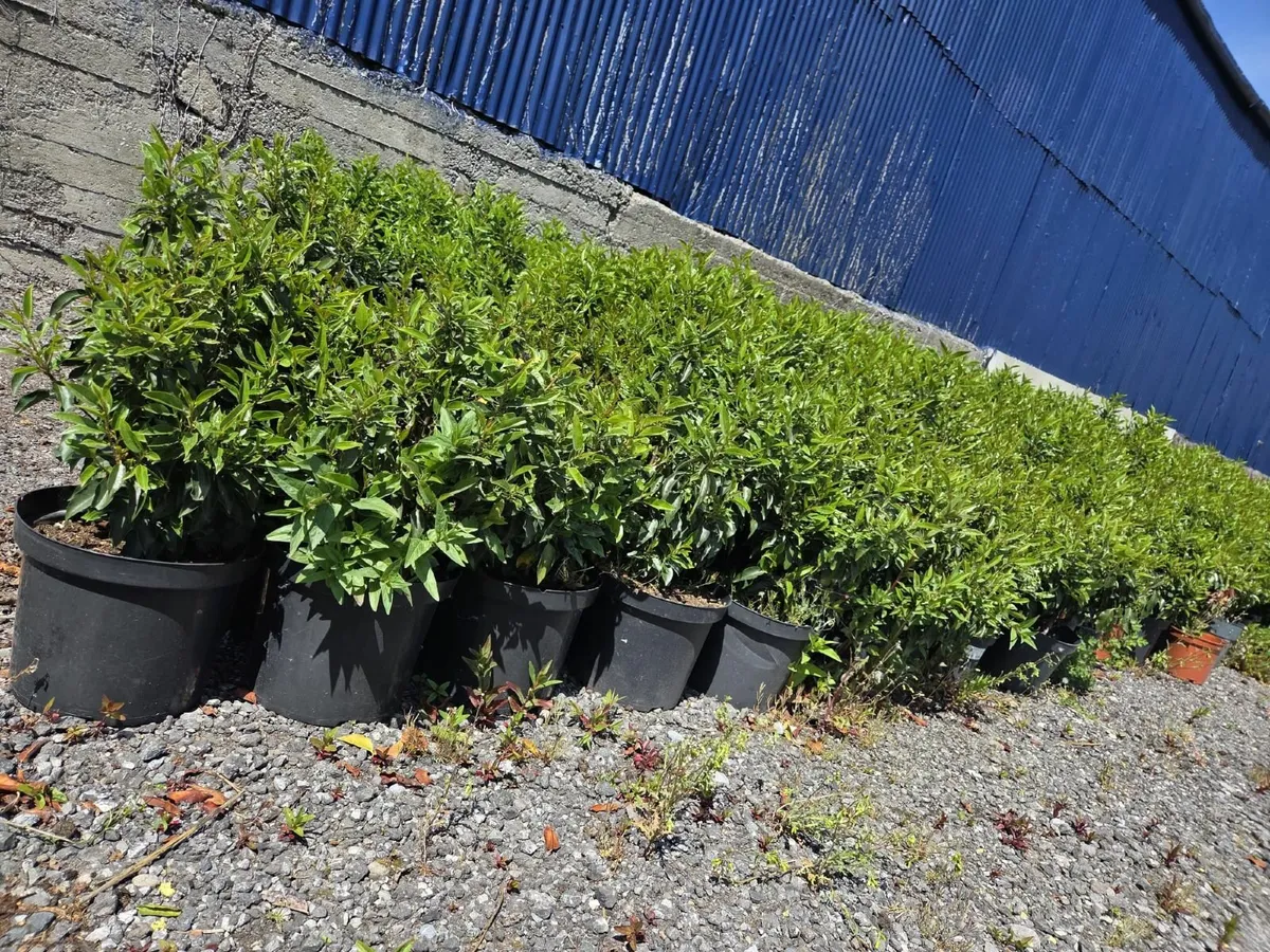 Portuguese Laurel Hedging 80cm - 1m 10ltr - Image 1