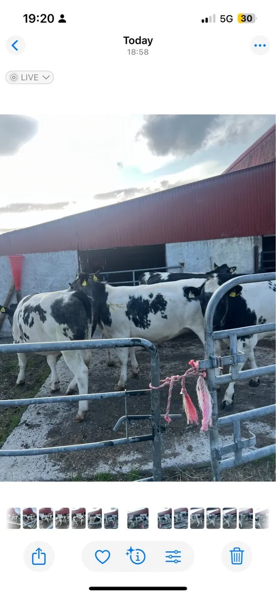 Belgian blue heifers - Image 1