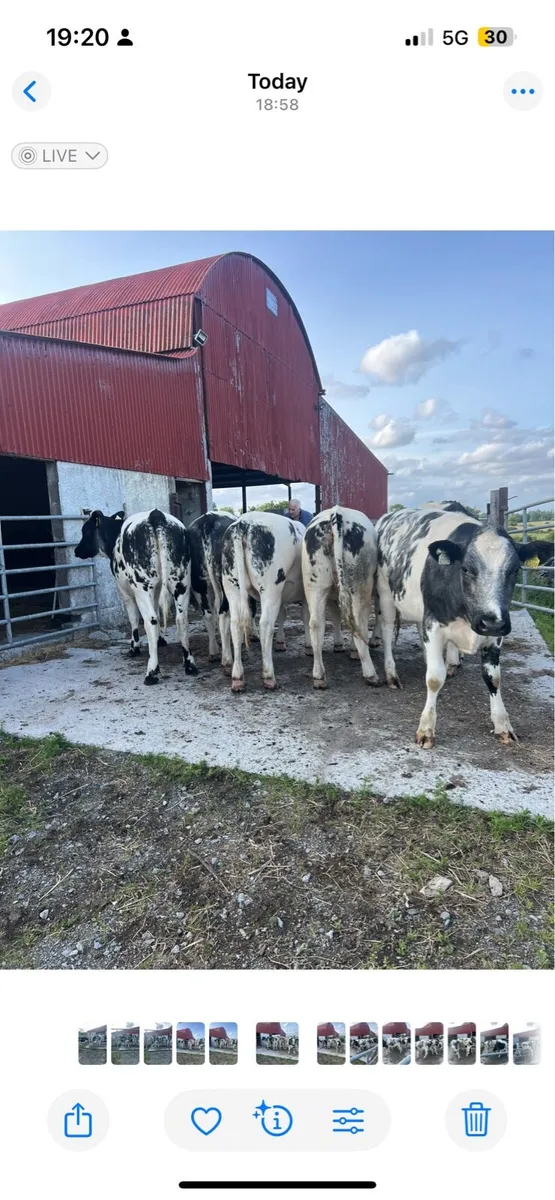 Belgian blue heifers - Image 2