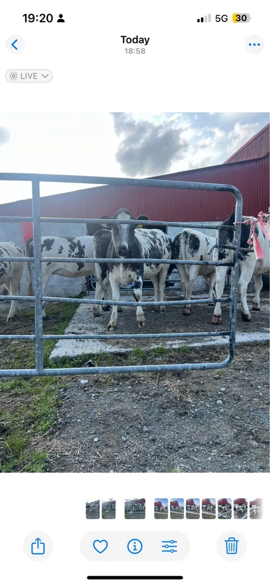 Belgian blue heifers - Image 3
