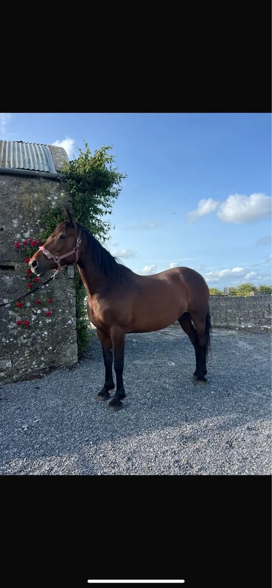 Mare for sale - Image 1