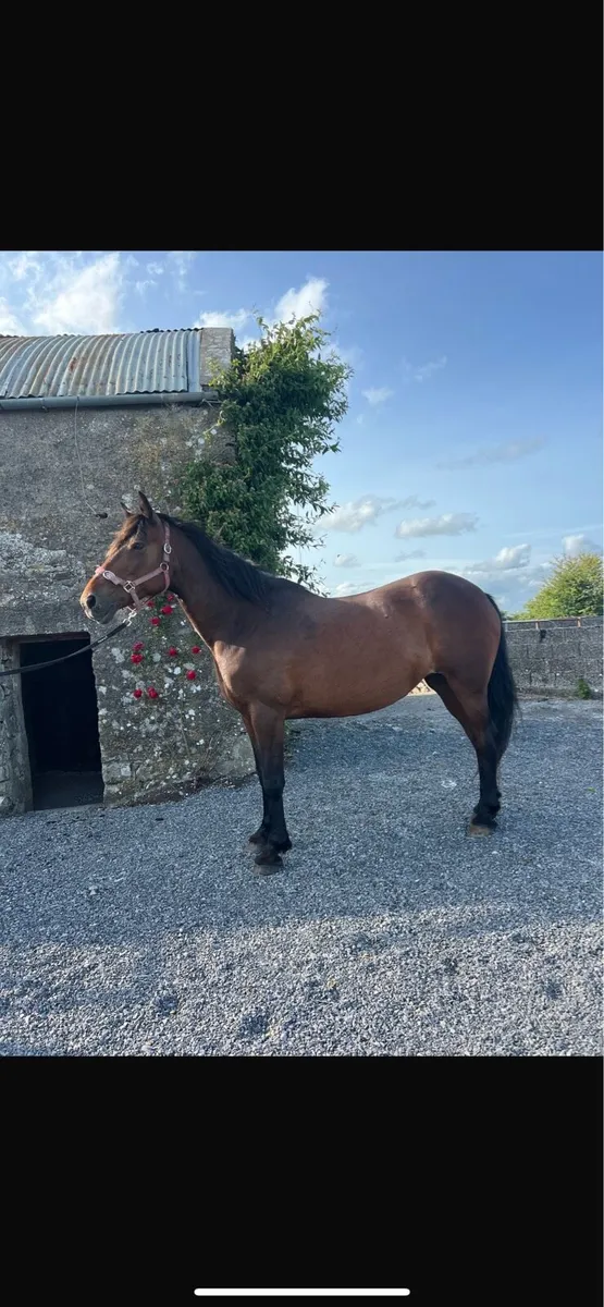 Mare for sale - Image 2