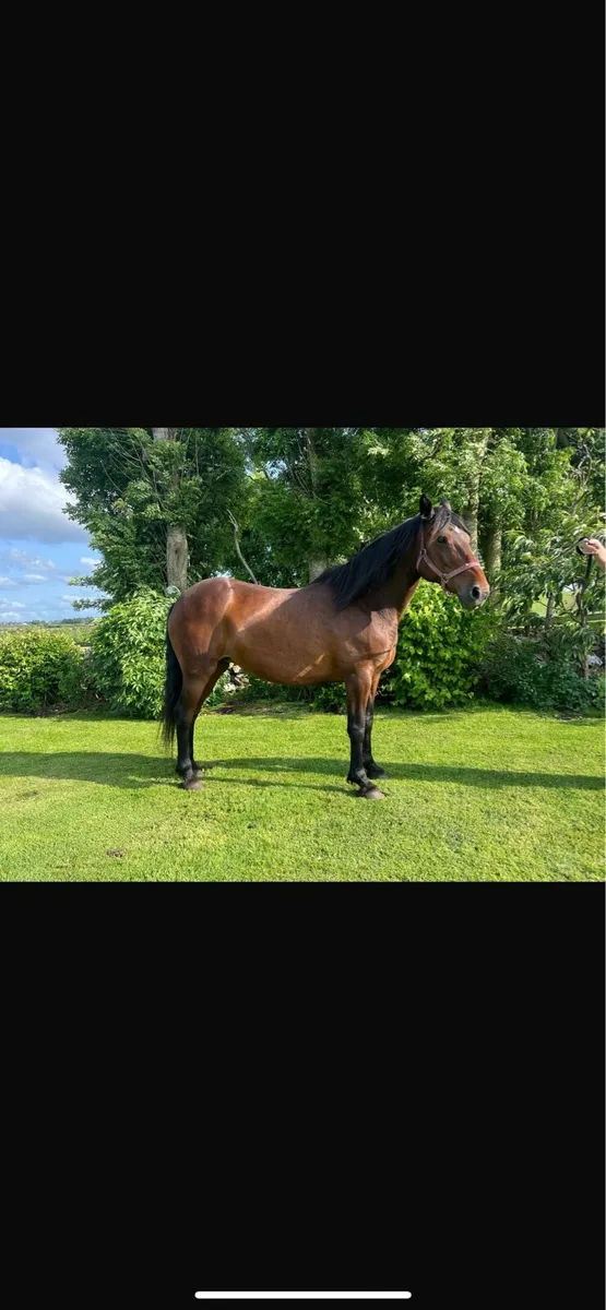 Mare for sale - Image 3