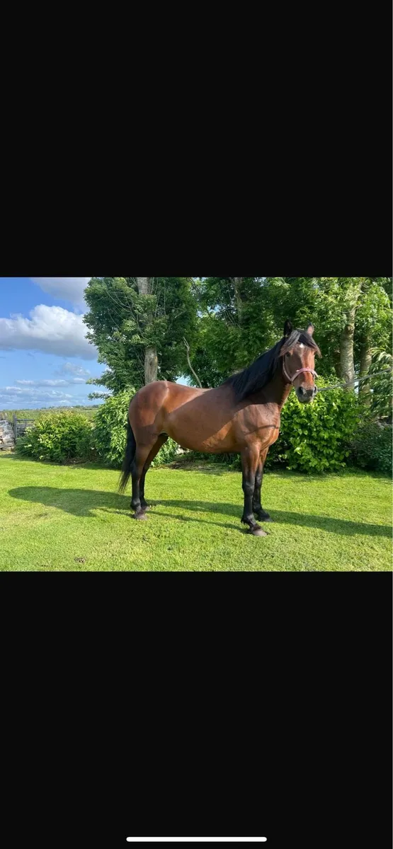 Mare for sale - Image 4