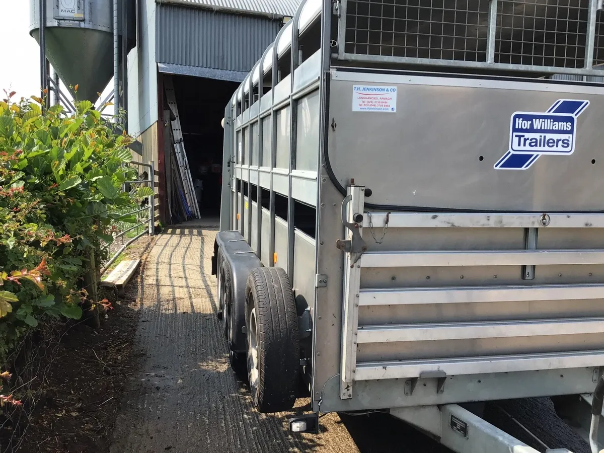 14 ft Ivor Williams Sheep trailer - Image 3